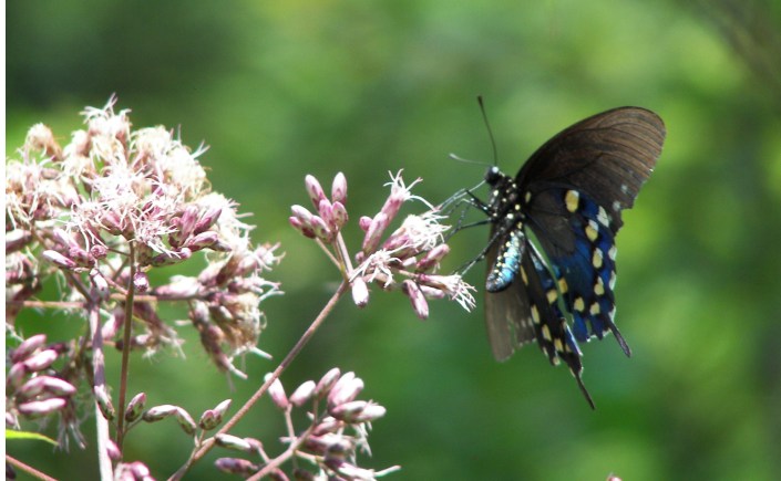 Butterfly on flower