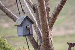chickadee househunting