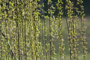 Spring willow tree